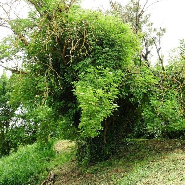 Sambucus nigra ശീലം