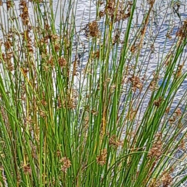 Juncus effusus Lehti