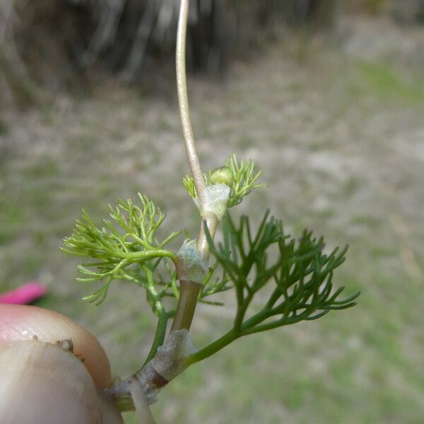 Ranunculus peltatus Лист