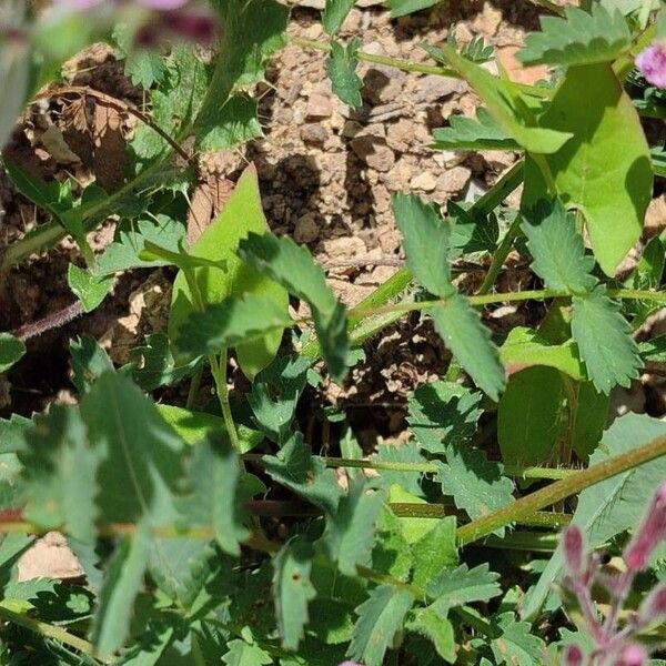 Saponaria ocymoides Liść