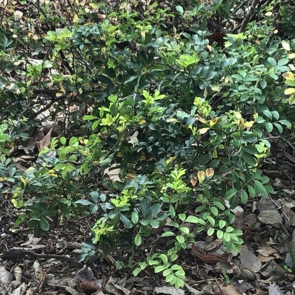 Rosa bracteata Blad