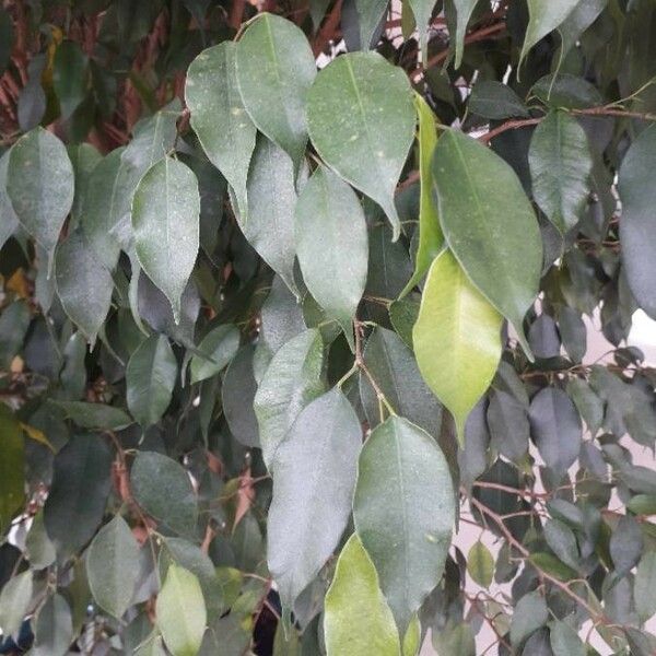 Ficus benjamina Foglia