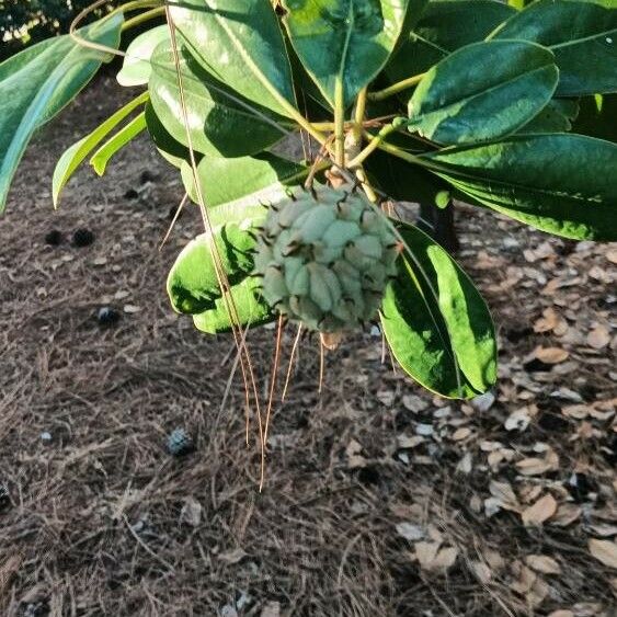 Magnolia virginiana Yaprak