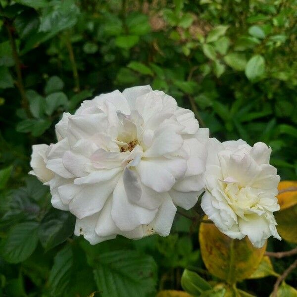 Rosa sempervirens Flower