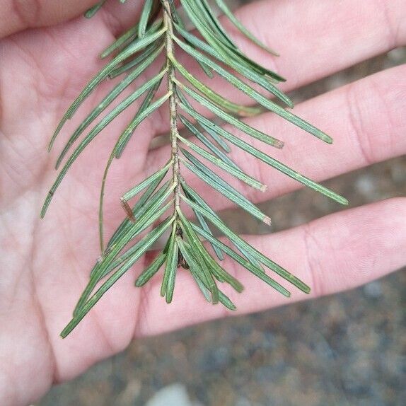 Abies sachalinensis Leaf