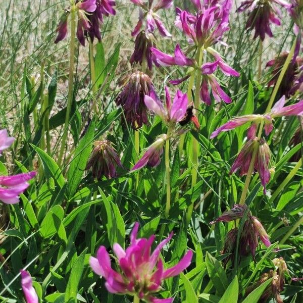 Trifolium alpinum 花