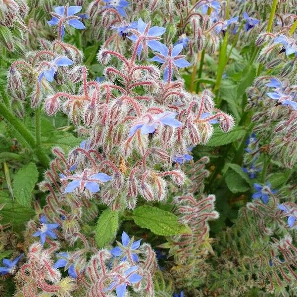 Borago officinalis 花