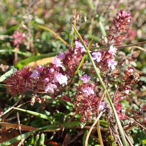 Thymus pulegioides عادت