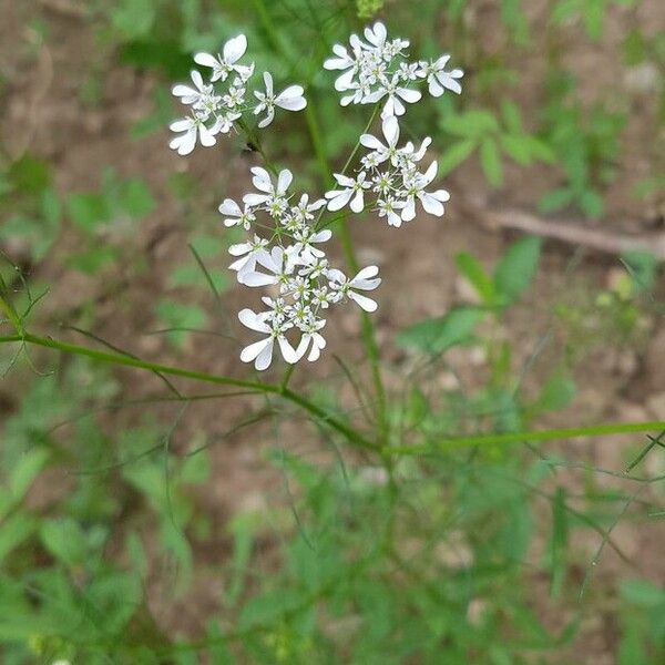 Bifora radians Flower