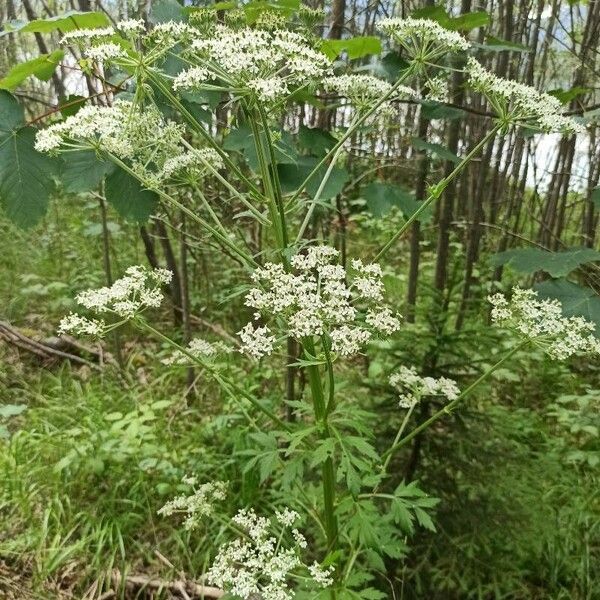 Pleurospermum austriacum Hábito