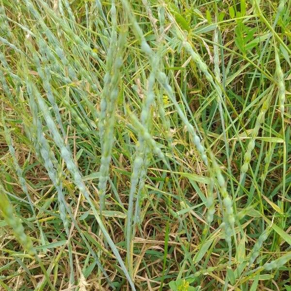 Aegilops ventricosa Fruit