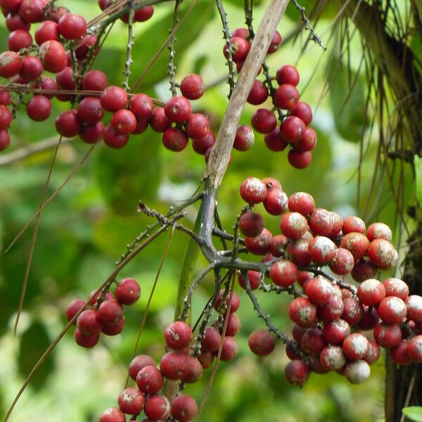 Licuala grandis Fruit