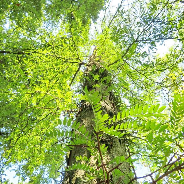 Gleditsia triacanthos Habit