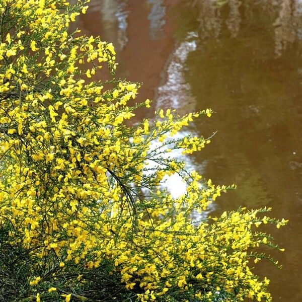 Cytisus scoparius Plante entière