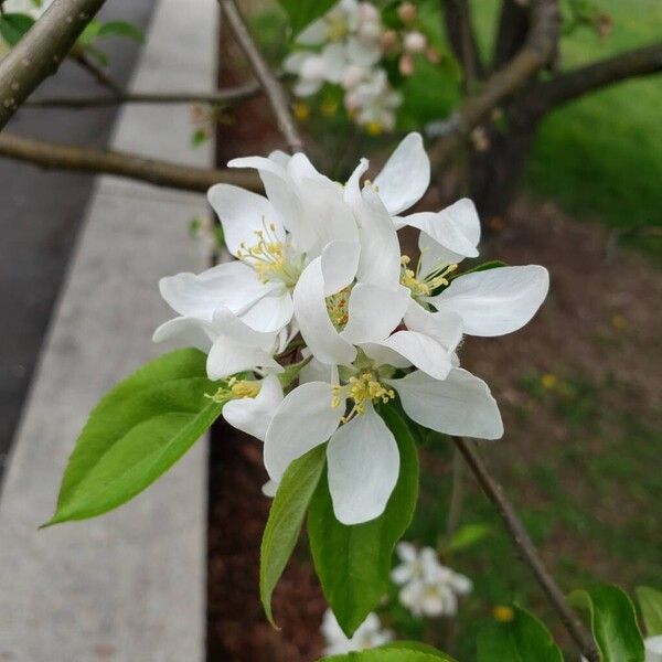 Malus spectabilis Blomma