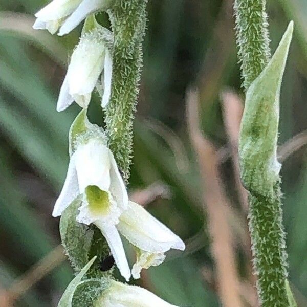 Spiranthes spiralis Flor