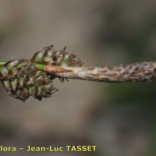 Carex ericetorum പുഷ്പം