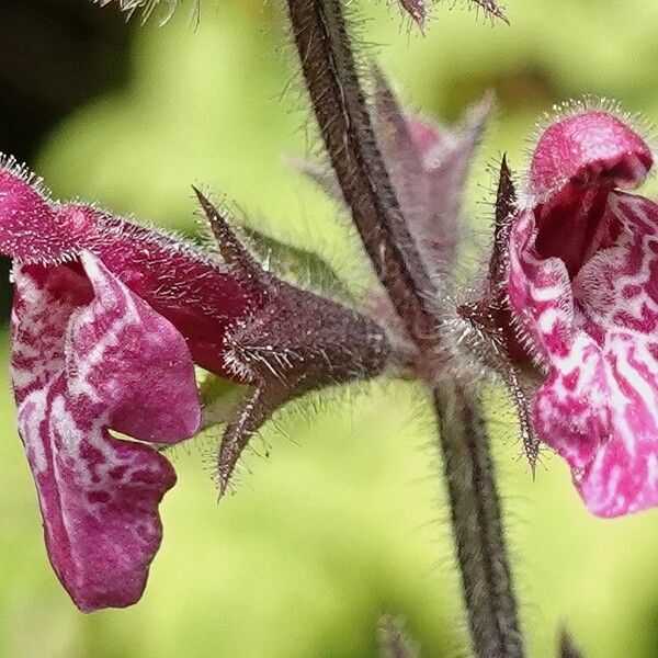 Stachys sylvatica 花