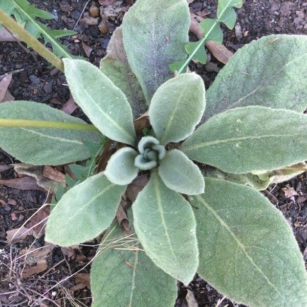 Verbascum thapsus Leaf