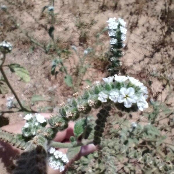 Heliotropium europaeum Flower