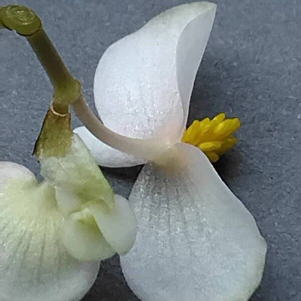 Begonia dregei Bloem