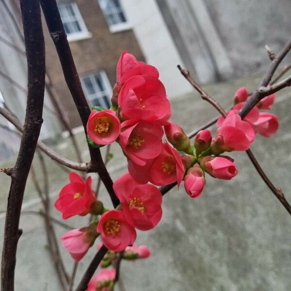 Chaenomeles speciosa 花