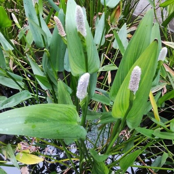 Pontederia cordata ഇല