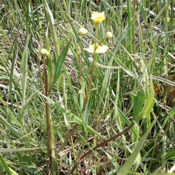 Ranunculus flammula Habit