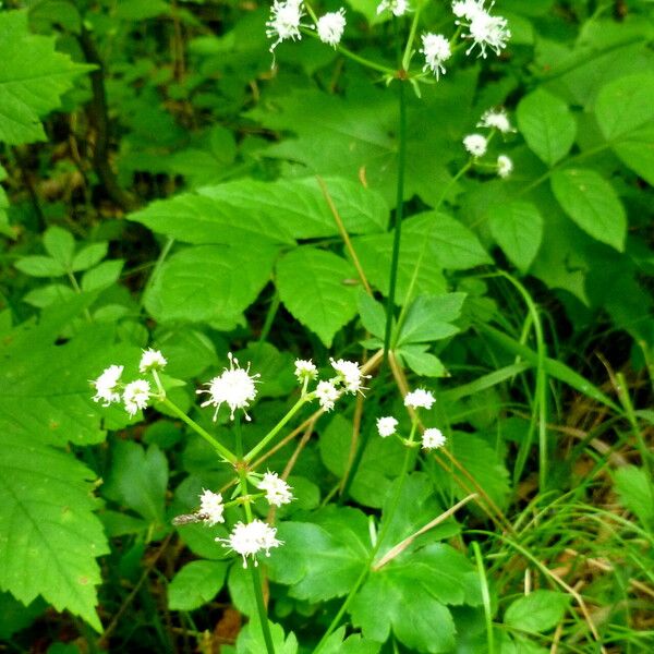 Sanicula europaea Celota