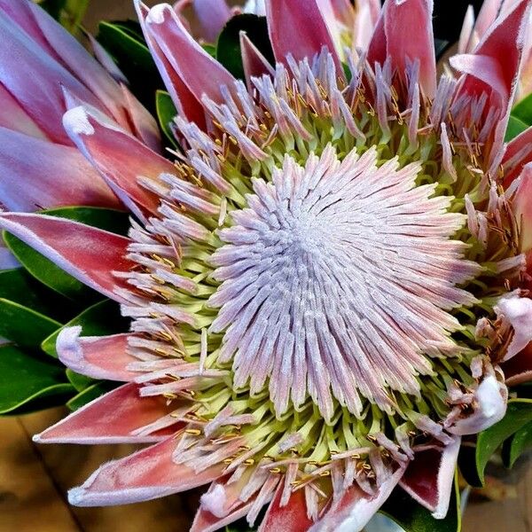 Protea cynaroides Flower