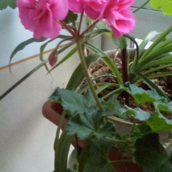 Pelargonium zonale Λουλούδι