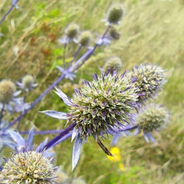 Eryngium planum Kwiat