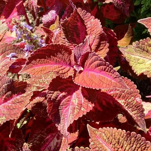 Plectranthus scutellarioides Folio