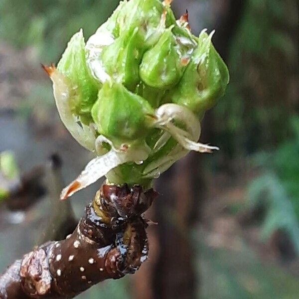 Pyrus calleryana Blad