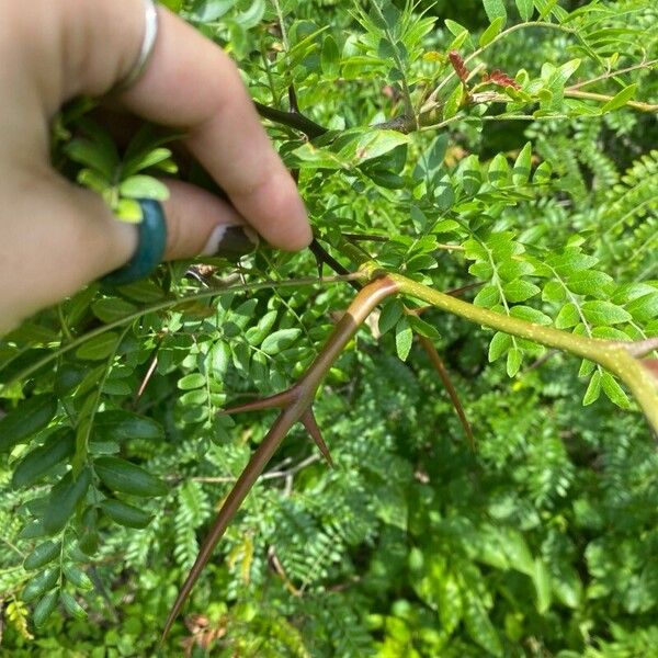 Gleditsia aquatica Bark