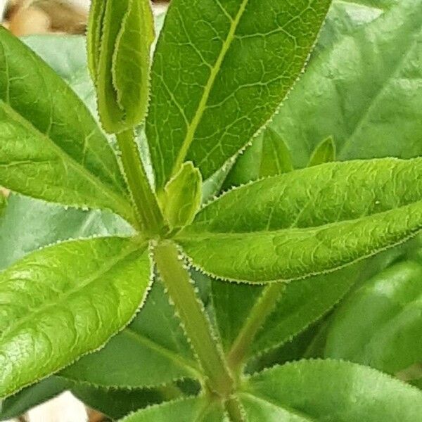 Rubia tinctorum Leaf