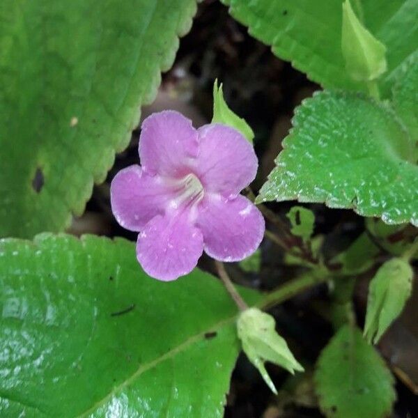 Nautilocalyx melittifolius Flower