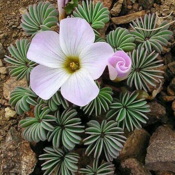 Oxalis adenophylla 花