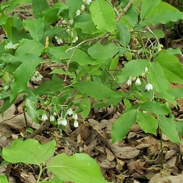 Vaccinium stamineum Flower