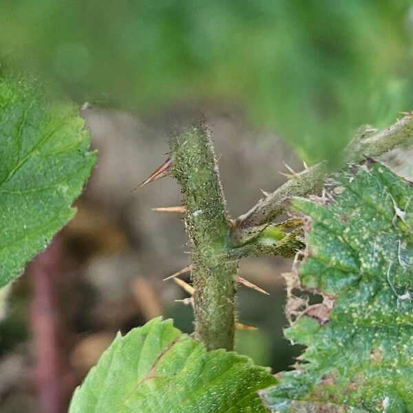 Rubus pruinosus Casca