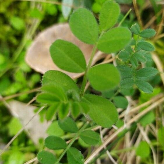 Vicia lathyroides Leaf