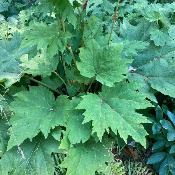 Rheum palmatum Leaf