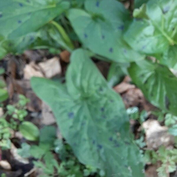 Arum maculatum Blatt