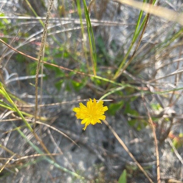 Krigia virginica Flor