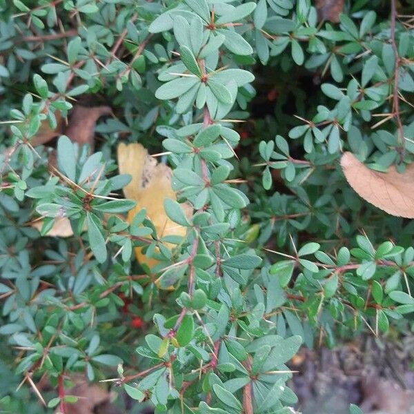 Berberis wilsoniae Leaf