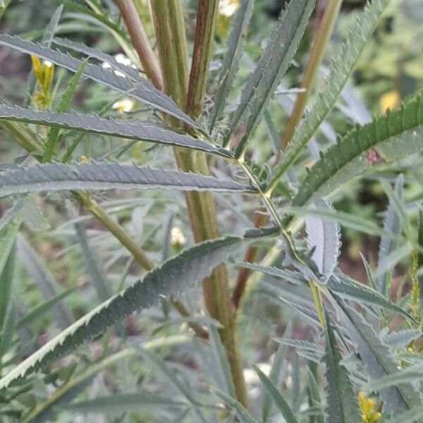 Tagetes minuta Leaf