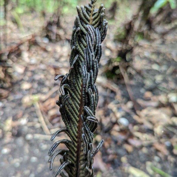 Onoclea struthiopteris ഫലം