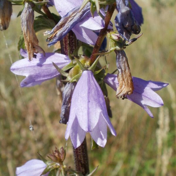 Campanula bononiensis Õis