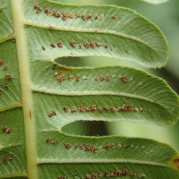 Thelypteris interrupta Folio