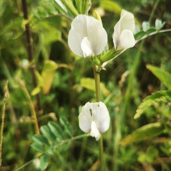 Vicia grandiflora Blodyn